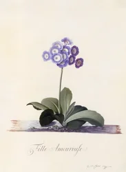 Auricola da giardino, Fille Amoureuse, c.1743